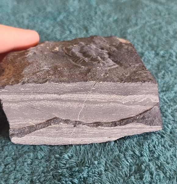 Trillobite Fossil Stone - Picture 2 of 10